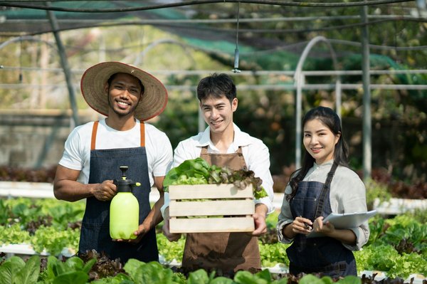 Quelles sont les techniques pour cultiver des légumes en hydroponie dans un petit espace?