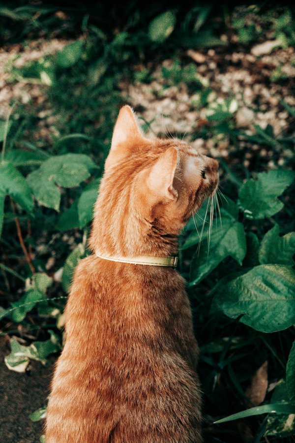Comment créer un espace de jeux sécurisé et ludique dans un jardin?