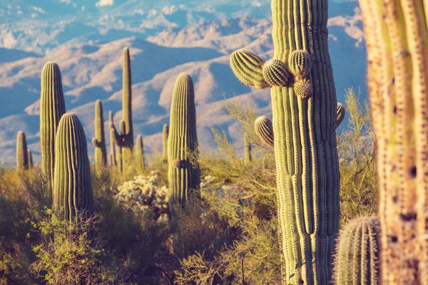 Comment créer un jardin de cactus en pots pour un balcon ensoleillé?